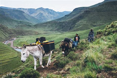 Basotho Herdsmen Trekking With Their Pack Donkeys Through The Lesotho