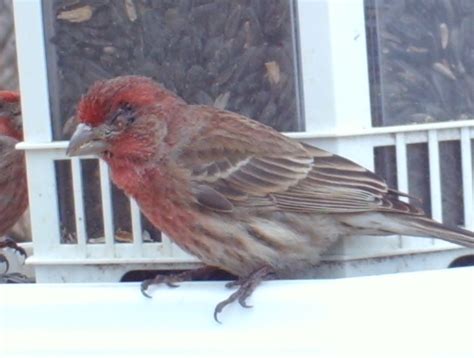 Mycoplasmal Conjunctivitis In Male And Female House Finches Feederwatch