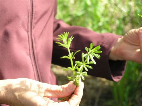 Foraging Wildcrafting Herbs Wild Foraging Dandelion Tea Edible Wild