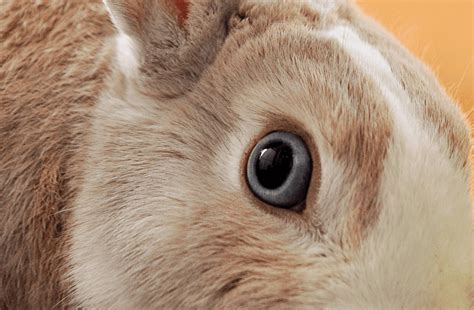 Common Eye Problems In Rabbits Symptoms And Treatment