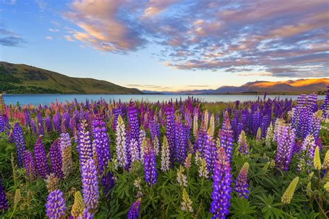 Nature Lupine 4k Ultra Hd Wallpaper