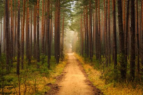 Forest Path Trees Wallpaper Coolwallpapersme