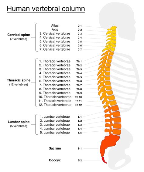 Areas Of The Back Anatomy The Surface Anatomy Of The Lumbosacral Area