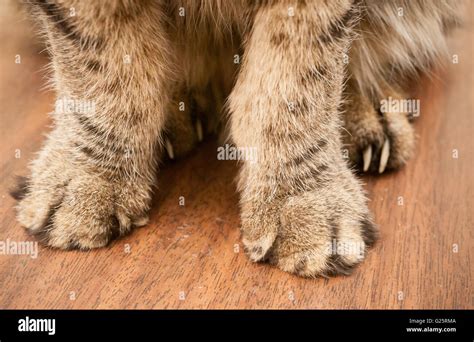 Cat Showing Its Paw Hi Res Stock Photography And Images Alamy