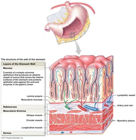 Anatomy Of Colon Wall Human Free Microscopic Detail Example Close View