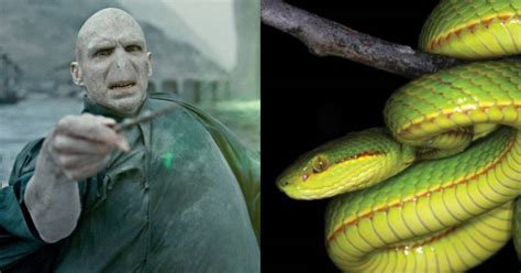 A New Snake Discovered By Scientists Has Been Named Salazar Slytherin