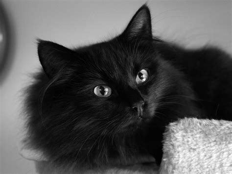 Пушистый красивый чёрный кот обои для рабочего стола картинки фото
