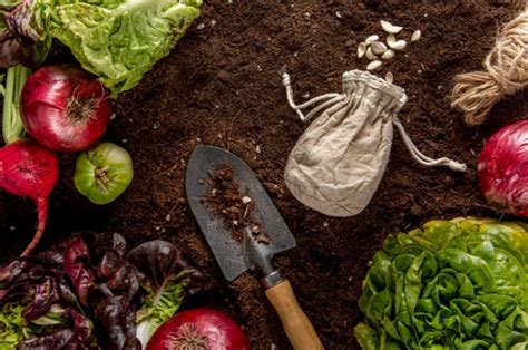 How To Prepare The Soil For A Vegetable Garden