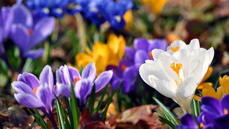 Wallpaper Spring Flowers Crocuses 2560x1600 Hd Picture Image