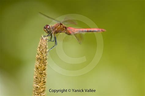 Orange Dragonfly Yanick Vallée Flickr