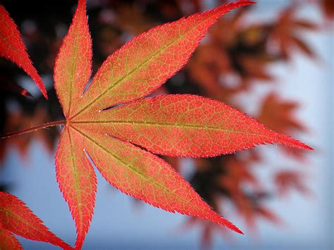 Japanese Maple Leaf Photograph By Michelle Sixta Pixels