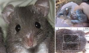 African Mouse That Sheds And Regrows Its Skin May Hold Key To