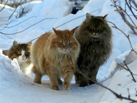 The Largest Cat Breeds Lifeplunge