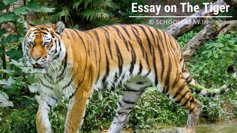 Essay On The Tiger With【𝐏𝐃𝐅】download