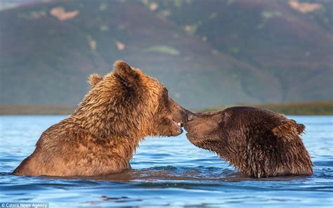 Loved Up Brown Bears Playfight And Kiss While Taking A Dip In A Lake