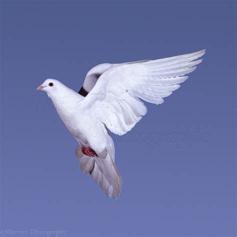 White Pigeon In Flight Photo Wp06614