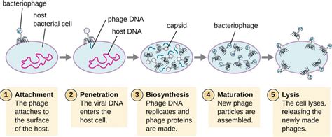 62 The Viral Life Cycle Microbiology Canadian Edition