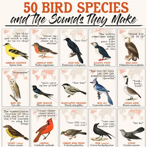 Outdoor Fun 50 Bird Species And The Sounds They Make Outdoor Benches