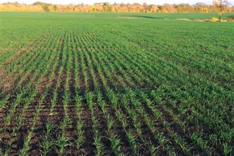 Winter-wheat acreage declines | Crops | agupdate.com