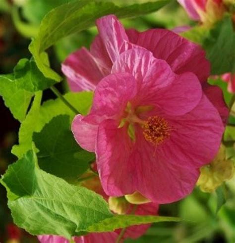 Abutilon Seeds Pinkalso Know As Flowering Maple Continually Bloom