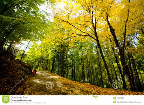 Paradise Autumn Forest Stock Photo Image Of Green Trees 27387352