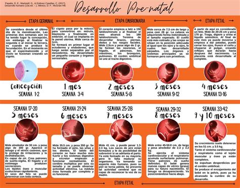 Evolución De La Gestación Infografía Elizabeth B Loli Udocz