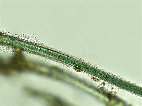 Oscillatoria Sp Algae Under Microscopic View X40 Cyanobacteria Blue