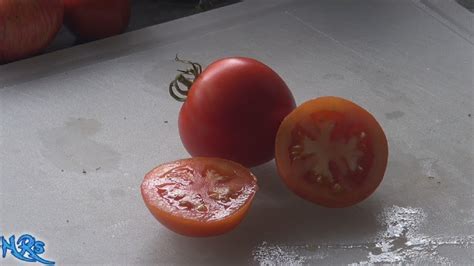 Celebration Tomato Solanum Lycopersicum Tomato Review Youtube