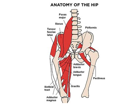 To avoid hip flexor pain, you should pay more attention to these muscles, dr. Best Stretches for Tight Hip Flexors - Physiotherapy Tool
