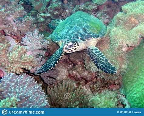 Sea Turtle On The Reef Stock Image Image Of Brightly 181046141