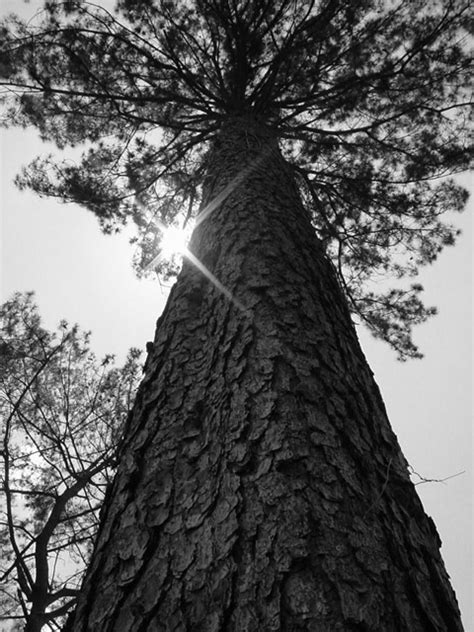 Tall East Texas Pine Tree By Kristie380 Dpchallenge