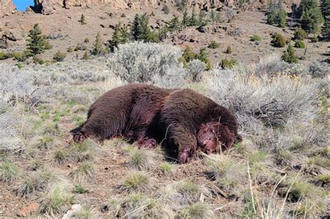 Grizzly Bear Seriously Injures 21 Year Old Woman Planting Trees In