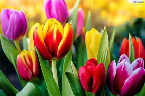 Kwiaty Kolorowe Tulipany