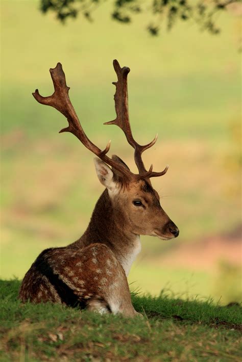 Forest Of Dean Wildlife And Nature Diary Red Deer Rut