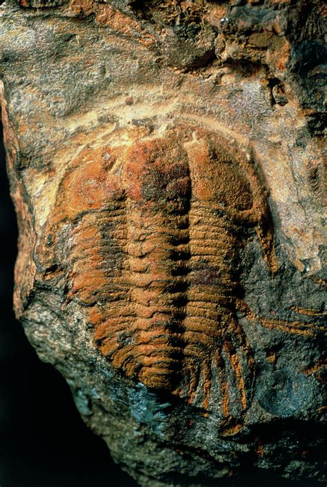 Trilobite Fossil Photograph By Sinclair Stammersscience Photo Library