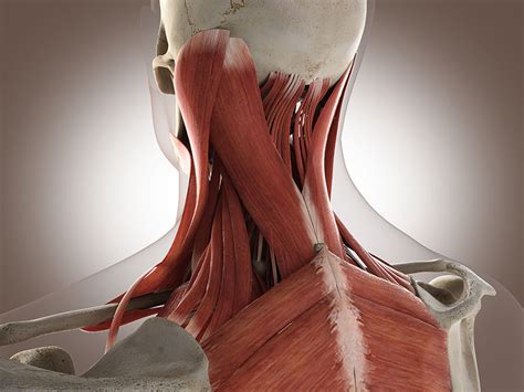 Muscles Of Neck