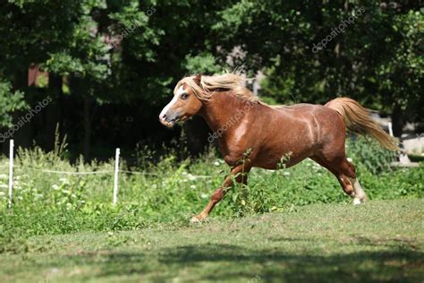 Chestnut Welsh Mountain Pony Stallion Running — Stock Photo © Zuzule