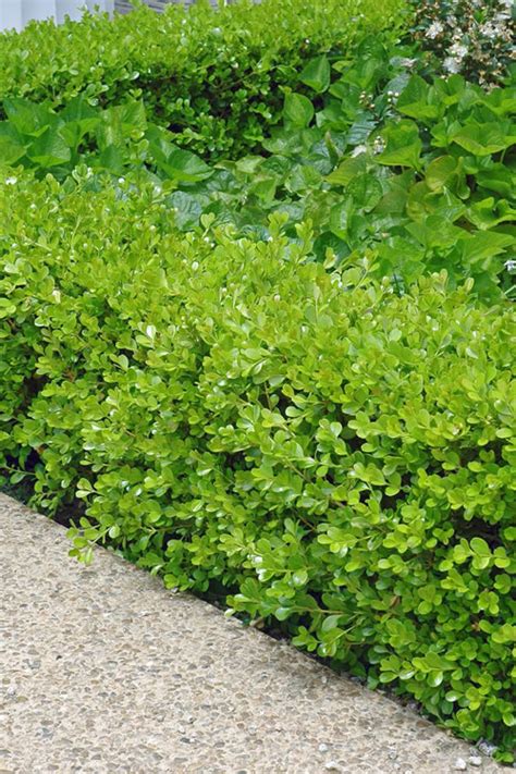 Buy Japanese Boxwood For Sale Online From Wilson Bros Gardens