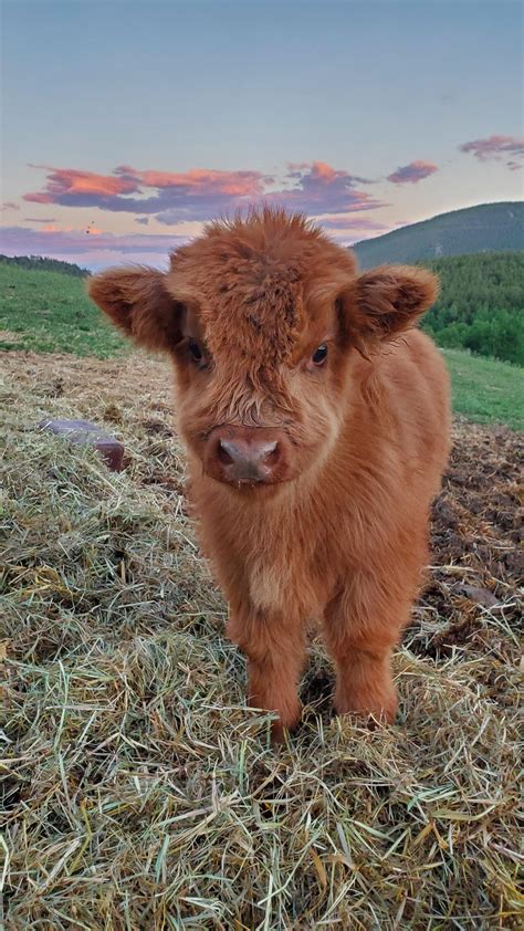 Baby Highland Cow In The Mountains Of Colorado Cute Baby Cow Baby