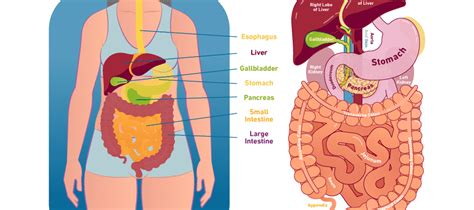 Characteristic of the vertebrate form, the human body has an internal skeleton that includes a backbone of vertebrae. 10 Benefits of Colon Cleansing | A Touch of Wellness VI