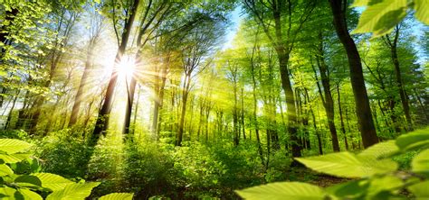 大自然森林阳光背景图片免费下载 觅知网