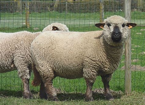 12 Popular Types Of Sheep Breeds With Pictures Pet Keen