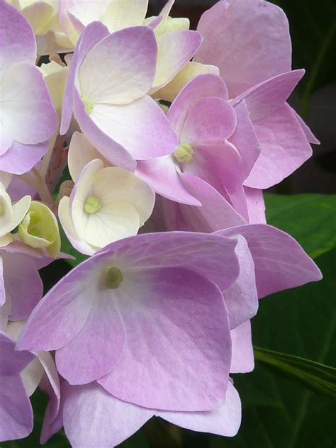 Lavender chiffon (hibiscus) live shrub, light purple flowers, 1 gallon. Light purple flowers public domain free photos for ...