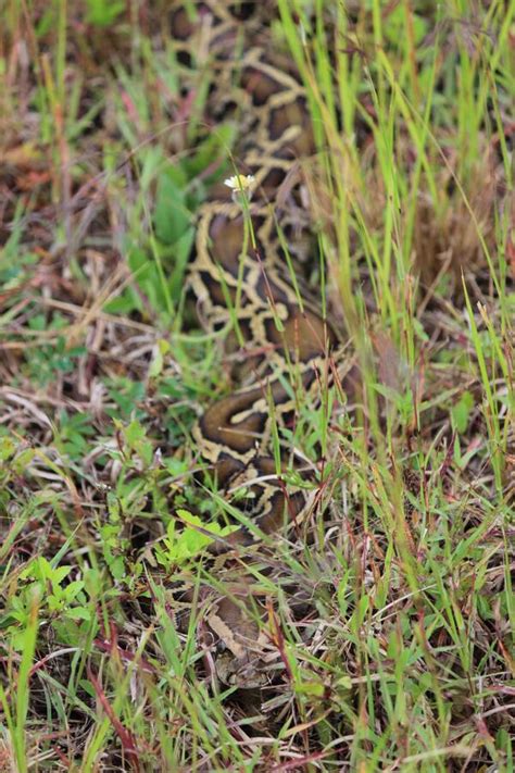 How Many Burmese Pythons Inhabit Southern Florida Us Geological Survey