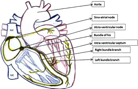 Conduction System Of The Heart Download Scientific Diagram