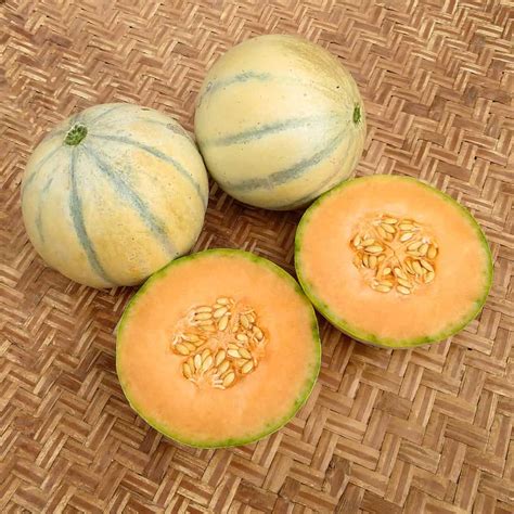 Melon Charentais Superpr Coce Du Roc Organic Adaptive Seeds