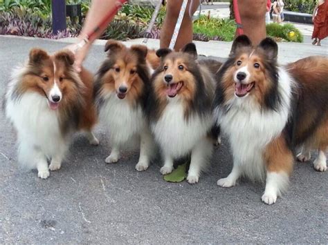 Puppies are beguiling and exhibit a desire to please from a very young age. The Girls-- such happy faces!! | Sheltie, Sheltie breeders