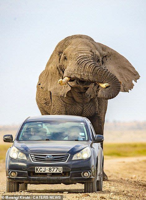 elephant chases after a car after being startled in kenya elephant kenya mammals