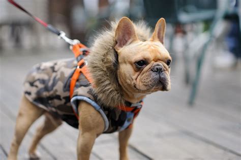 We're assuming the disney movie lilo and stitch inspired this trend. French Bulldog in Camo Parka. | Bulldog, Cute puppies ...
