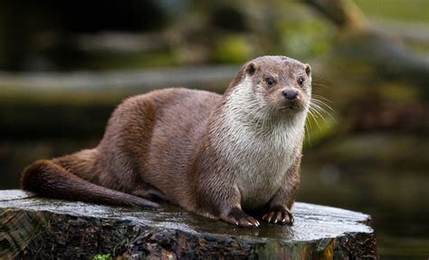 Otter Facts Types Diet Reproduction Classification Pictures